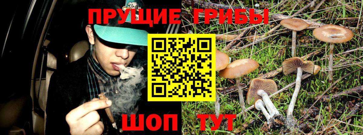 Анжеро-Судженск  Псилоцибиновые грибы прущие грибы  Вход с VPN 
